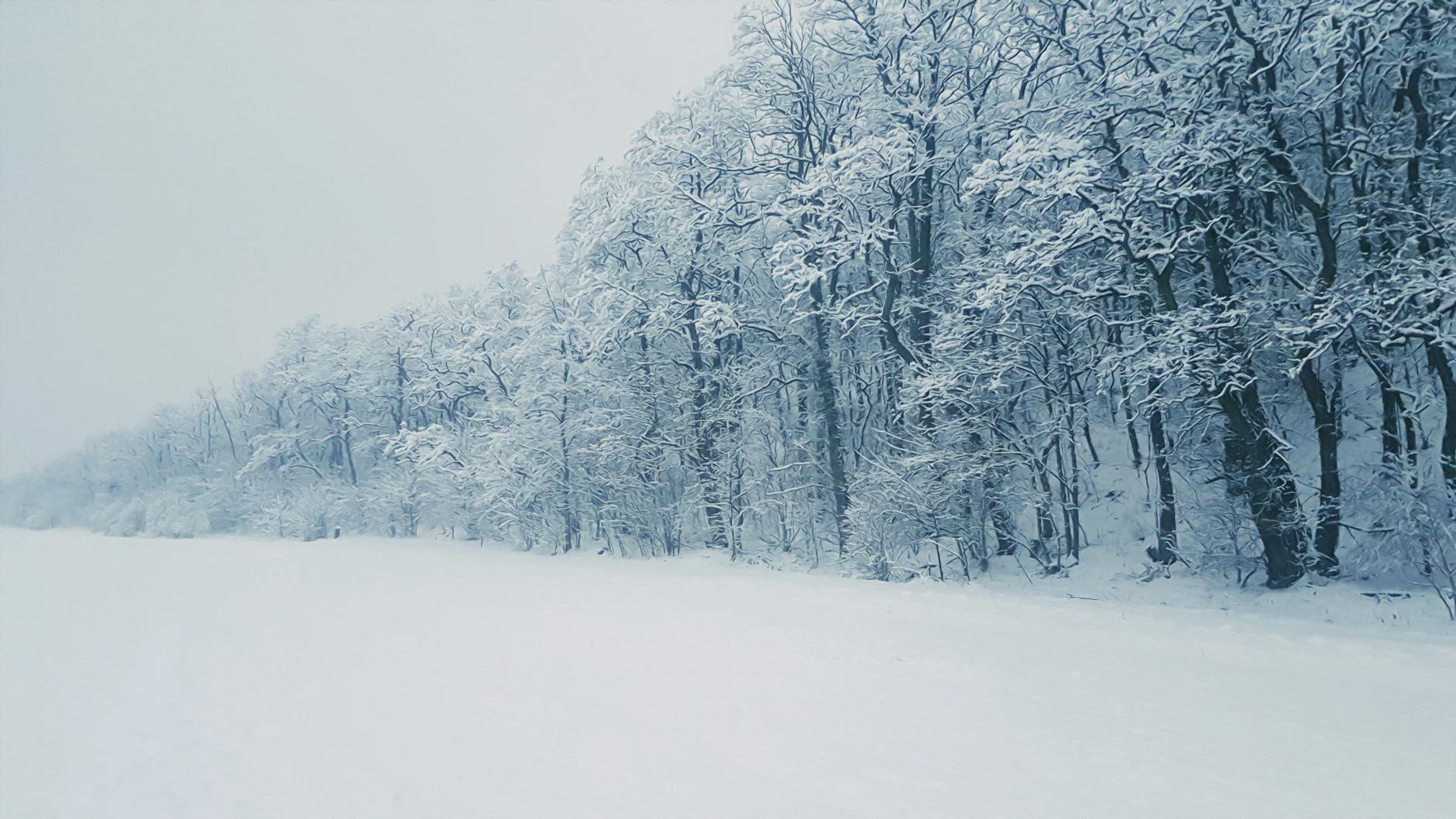 A peaceful winter scene featuring snow-covered trees in a tranquil forest. A peaceful winter scene featuring snow-covered trees in a tranquil forest.