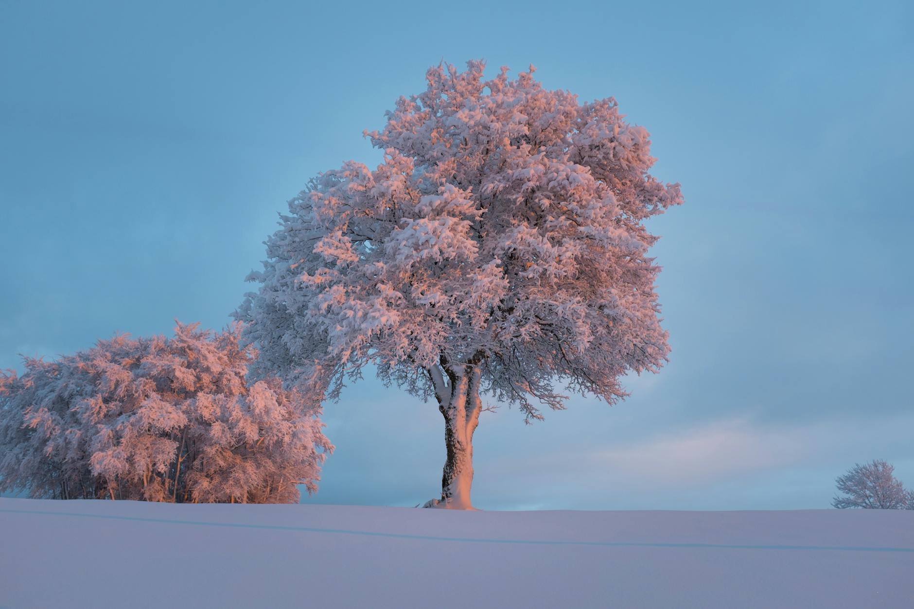 A peaceful winter scene featuring a solitary tree covered in snow against a blue sky. A peaceful winter scene featuring a solitary tree covered in snow against a blue sky.