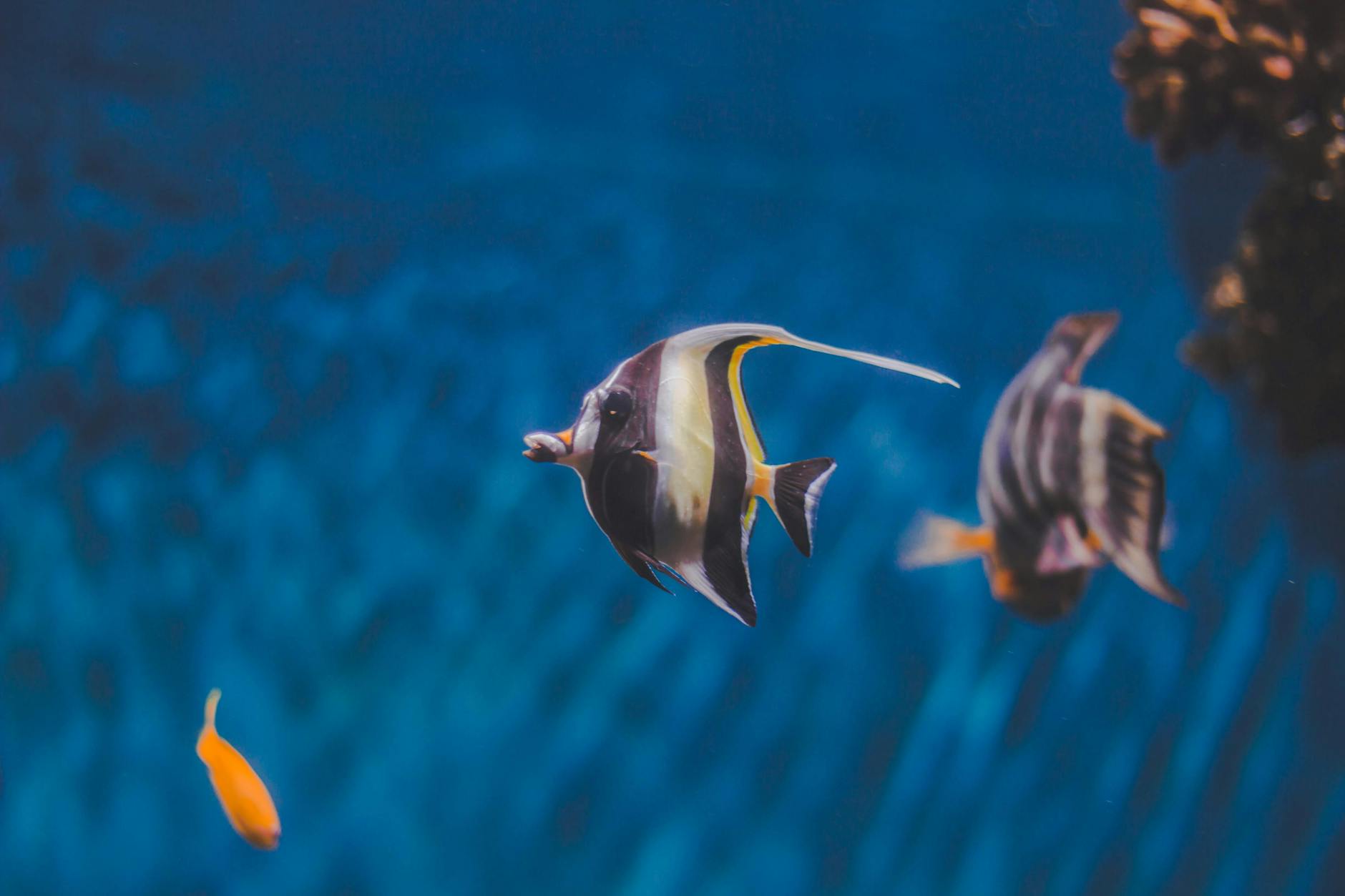 A close-up of vibrant tropical fish swimming in a tranquil underwater scene with clear blue water.