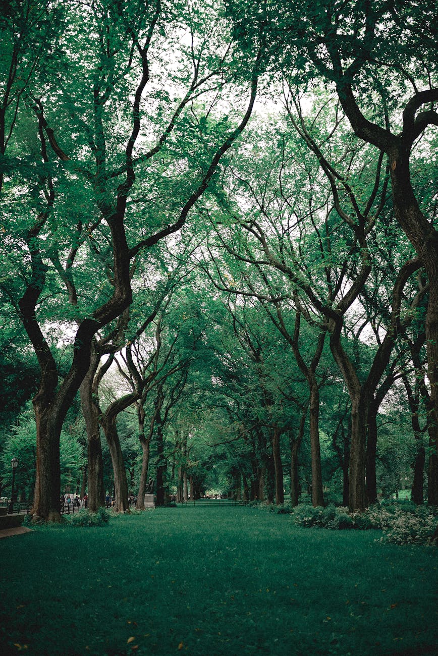Lush green trees arch over a serene park pathway, creating a tranquil outdoor setting.