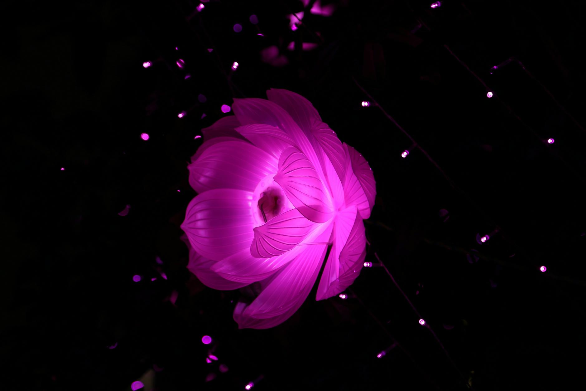A vibrant pink artificial lotus illuminated against a dark night background.