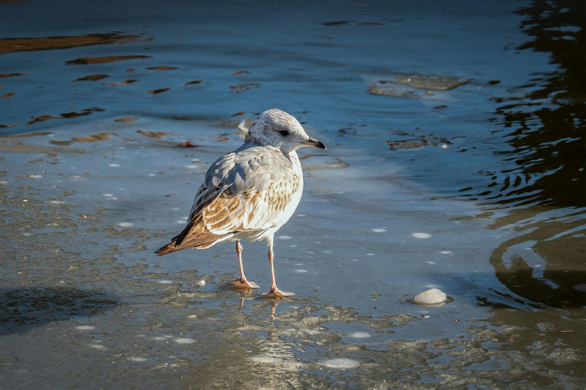 A solitary seagull stands by the icy edge of a serene beach.