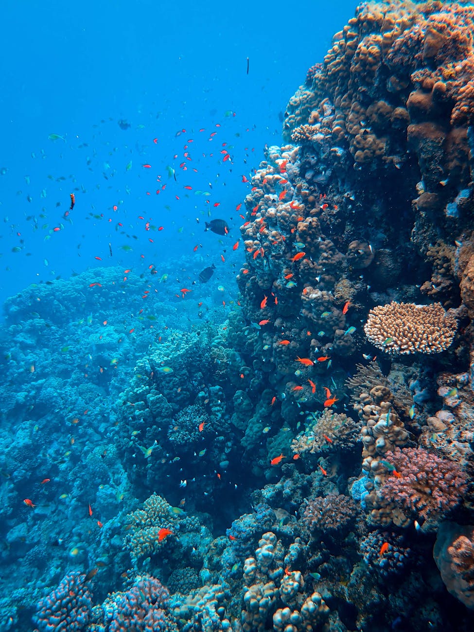 Explore the stunning biodiversity of a vibrant coral reef teeming with colorful fish in crystal clear waters.