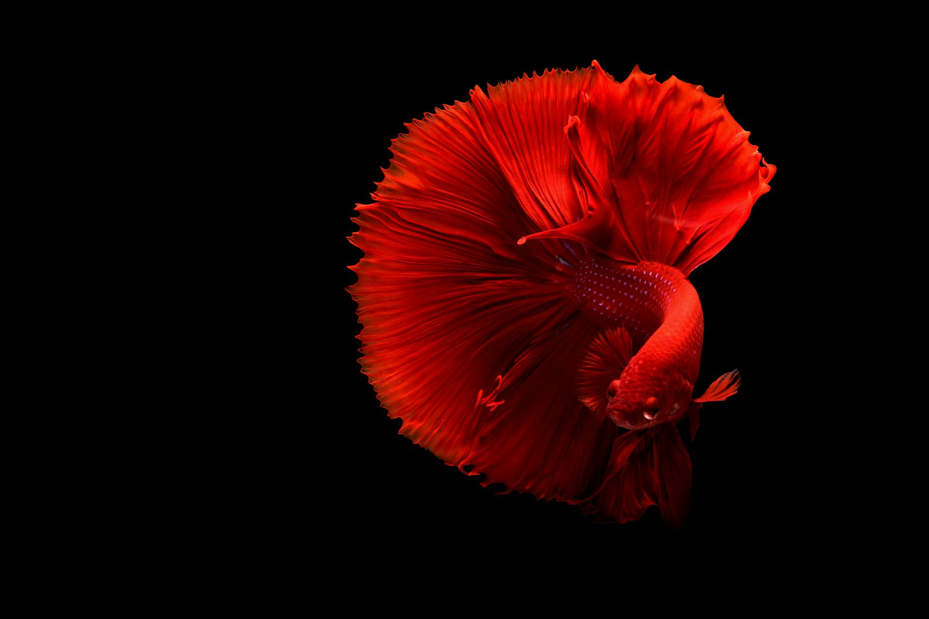 Stunning red Siamese fighting fish with flowing fins on a black background. Stunning red Siamese fighting fish with flowing fins on a black background.