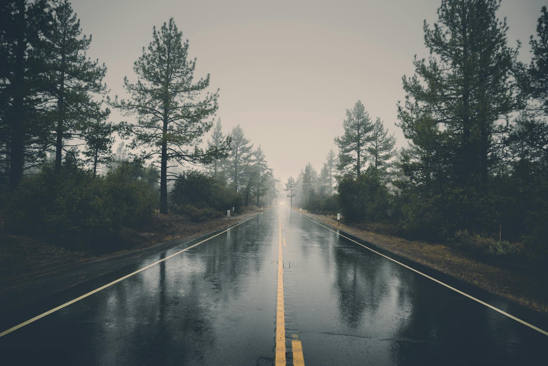 A serene rain-soaked road cutting through a misty forest, creating a mystical atmosphere. A serene rain-soaked road cutting through a misty forest, creating a mystical atmosphere.