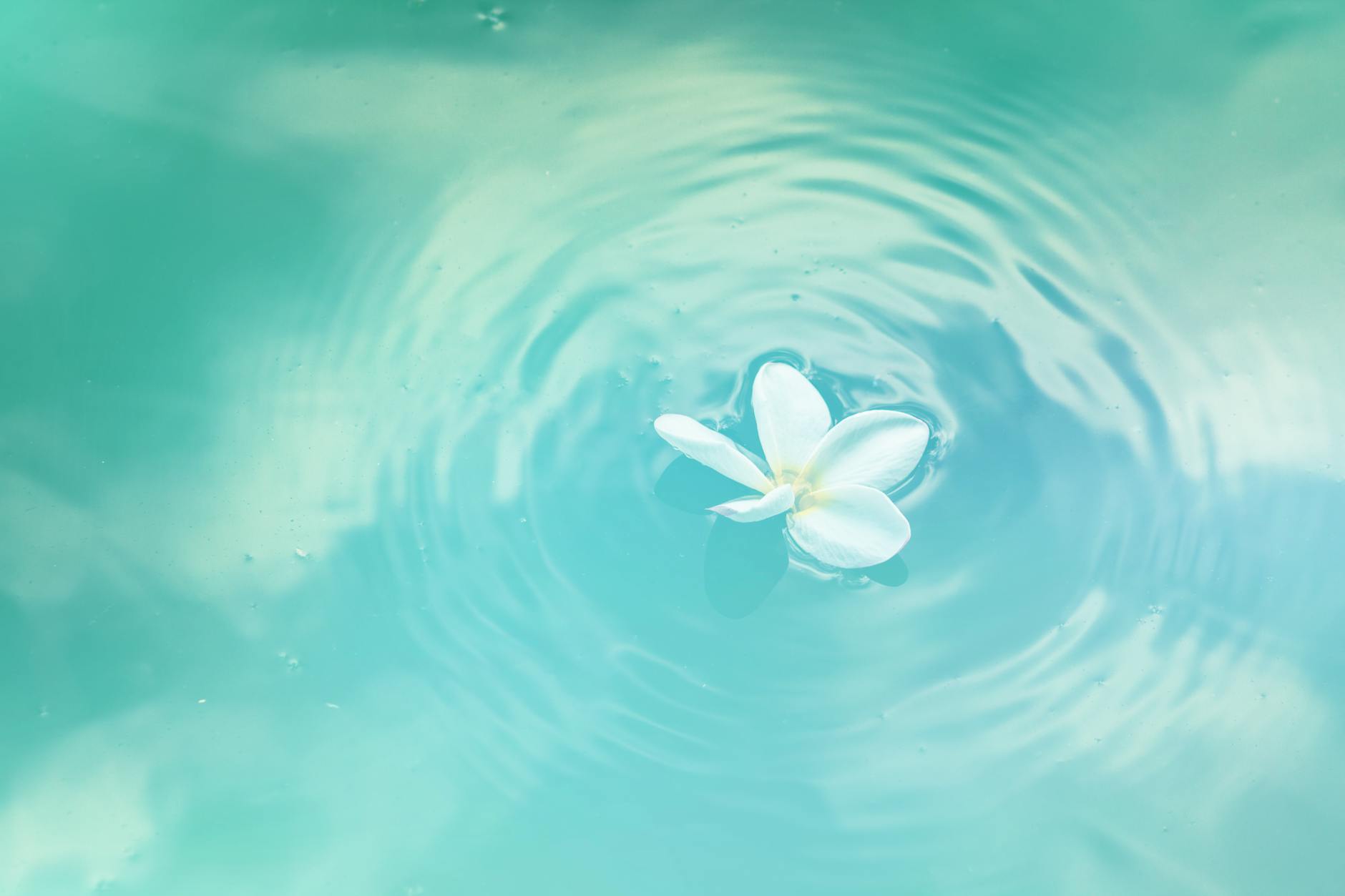 A delicate white flower floating on calm, rippling water, creating a peaceful and serene scene. A delicate white flower floating on calm, rippling water, creating a peaceful and serene scene.