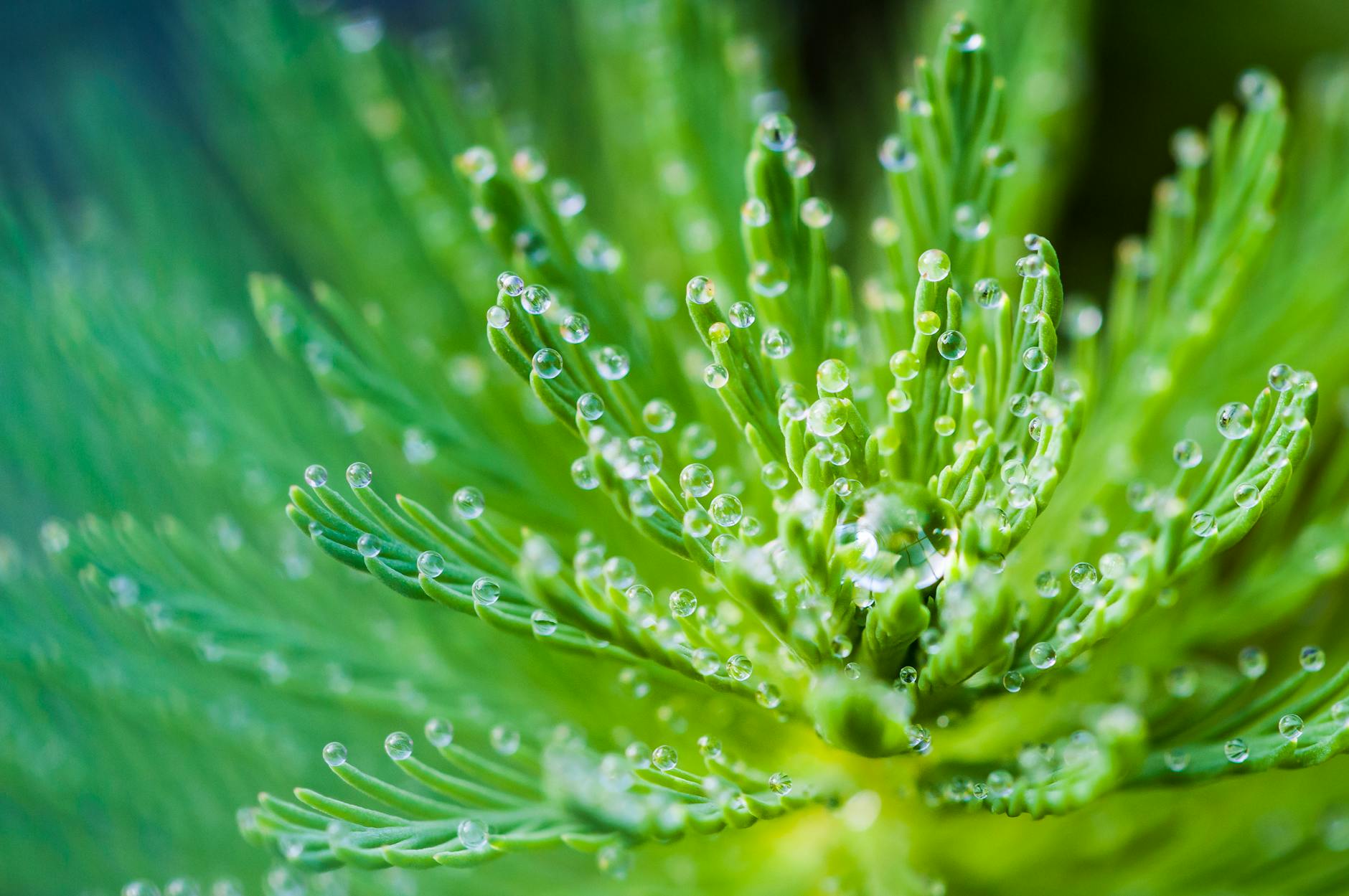 Close-up macro image of fresh green plant leaves with dew droplets, showcasing nature’s freshness.