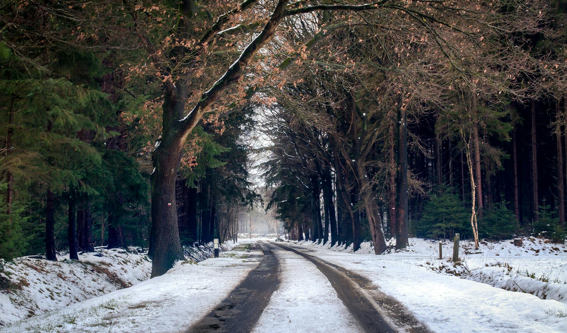 A scenic snowy road through the tranquil winter forest in Notter, Netherlands. A scenic snowy road through the tranquil winter forest in Notter, Netherlands.