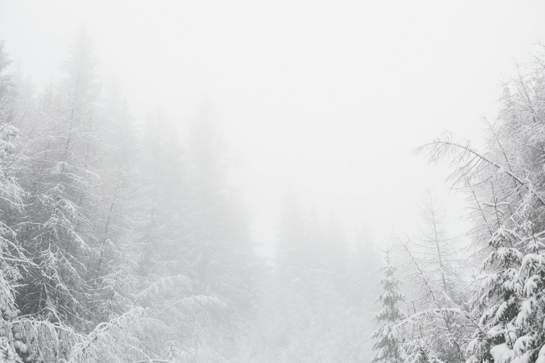 A tranquil winter forest covered in snow and enveloped by fog, creating a serene atmosphere.