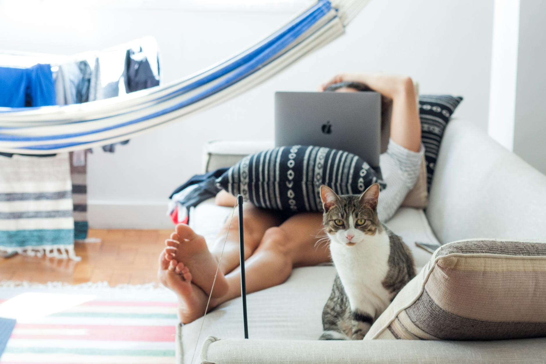 A domestic cat sits beside a person working on a laptop, relaxing on a sofa at home. A domestic cat sits beside a person working on a laptop, relaxing on a sofa at home.