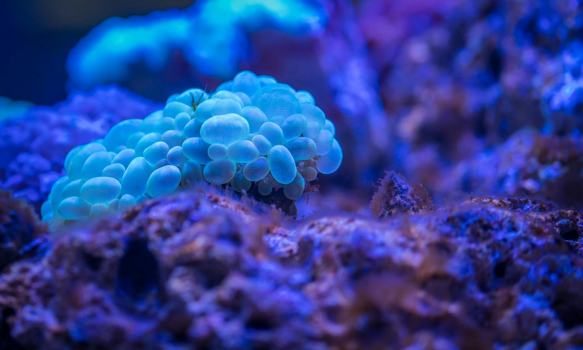 Captivating underwater view of a vibrant coral, showcasing marine life…