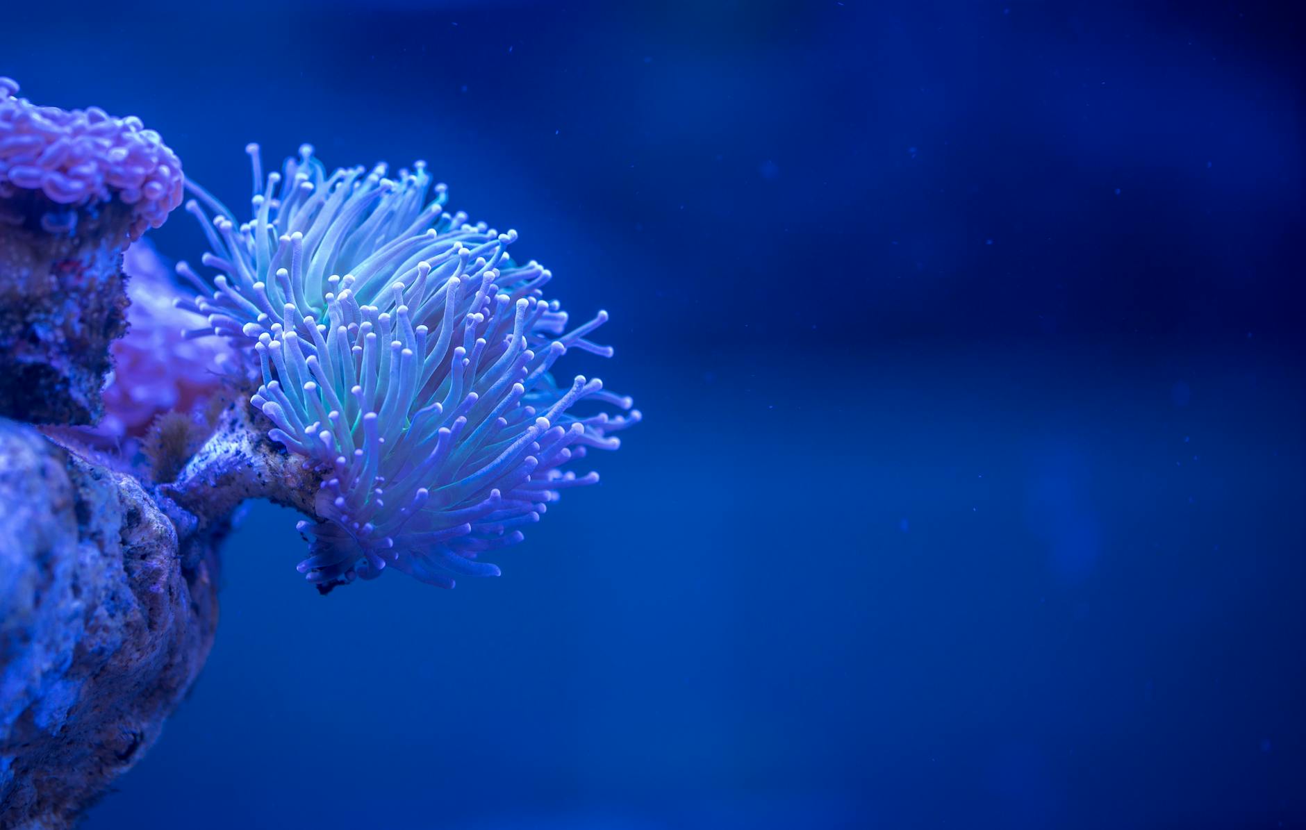 Close-up view of a colorful sea anemone in an underwater aquarium setting. Close-up view of a colorful sea anemone in an underwater aquarium setting.