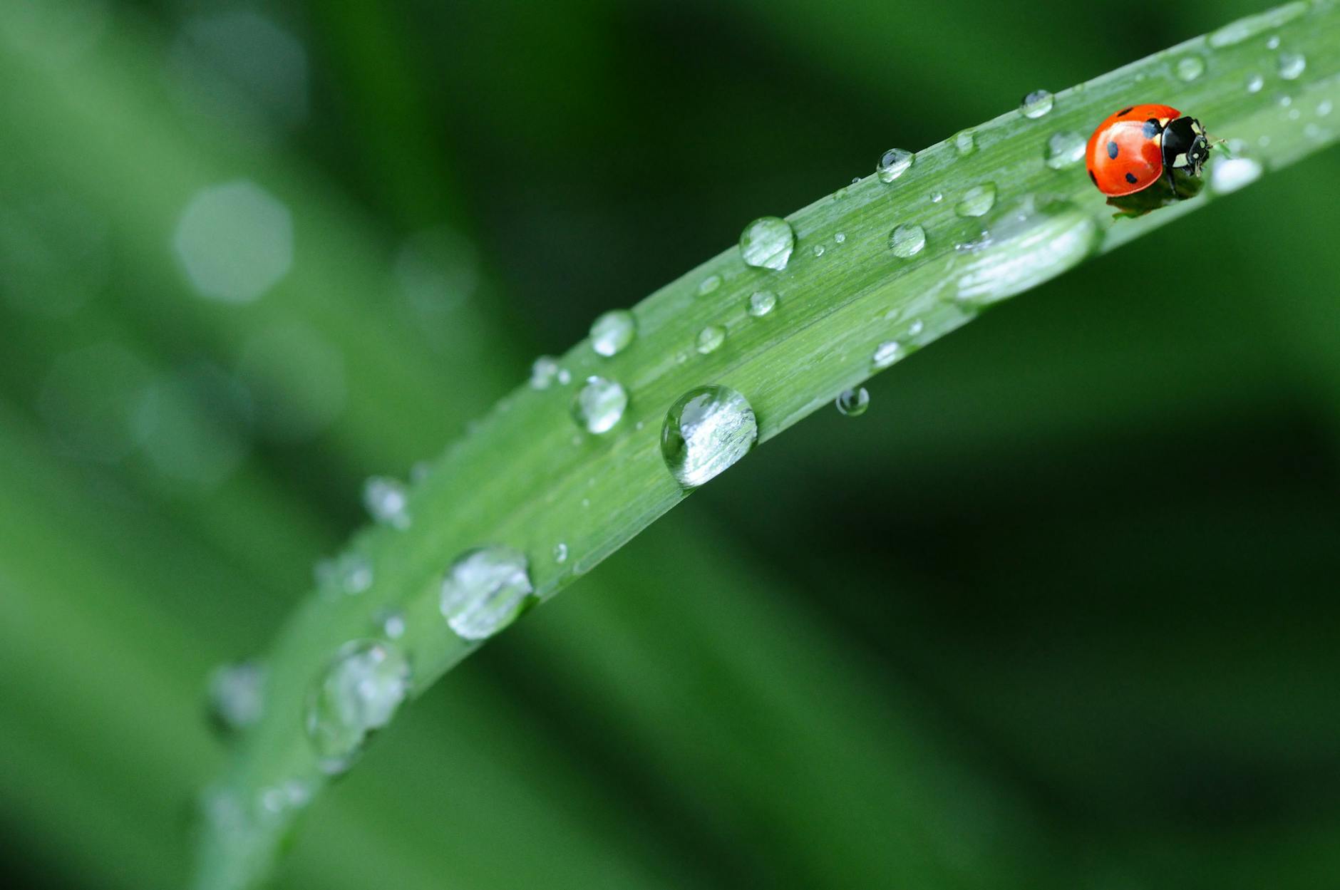 Close-up of a ladybug resting on a green leaf with dew drops, showcasing spring nature.