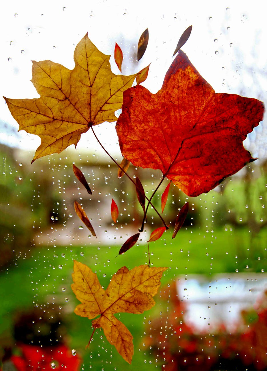 Vibrant autumn leaves on a rain-dappled window evoke a serene seasonal atmosphere. Vibrant autumn leaves on a rain-dappled window evoke a serene seasonal atmosphere.