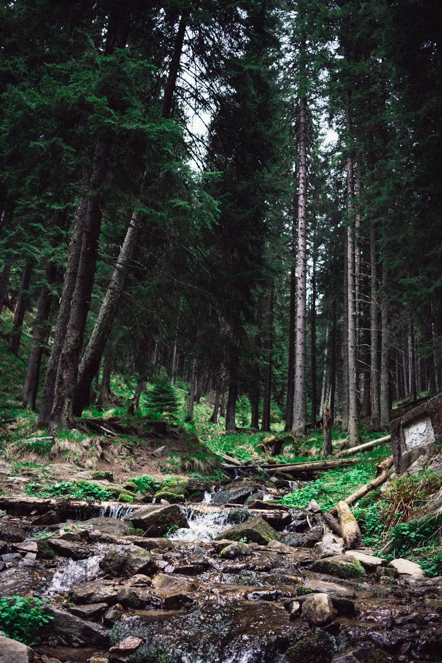 Explore the lush Romanian forest with a tranquil stream flowing through mossy rocks and pine trees.