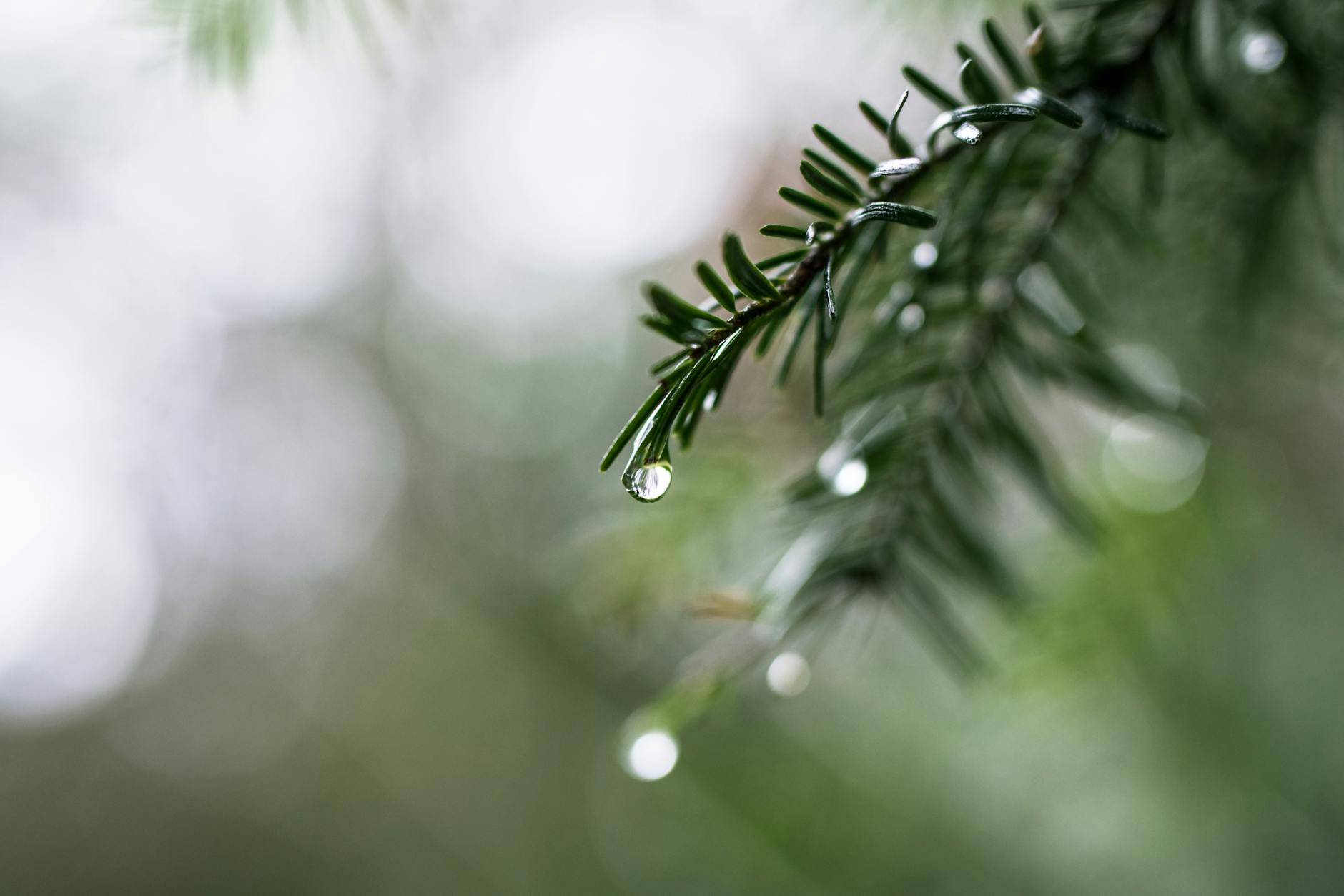Close-up shot of raindrops on pine needles, capturing nature’s delicate beauty.