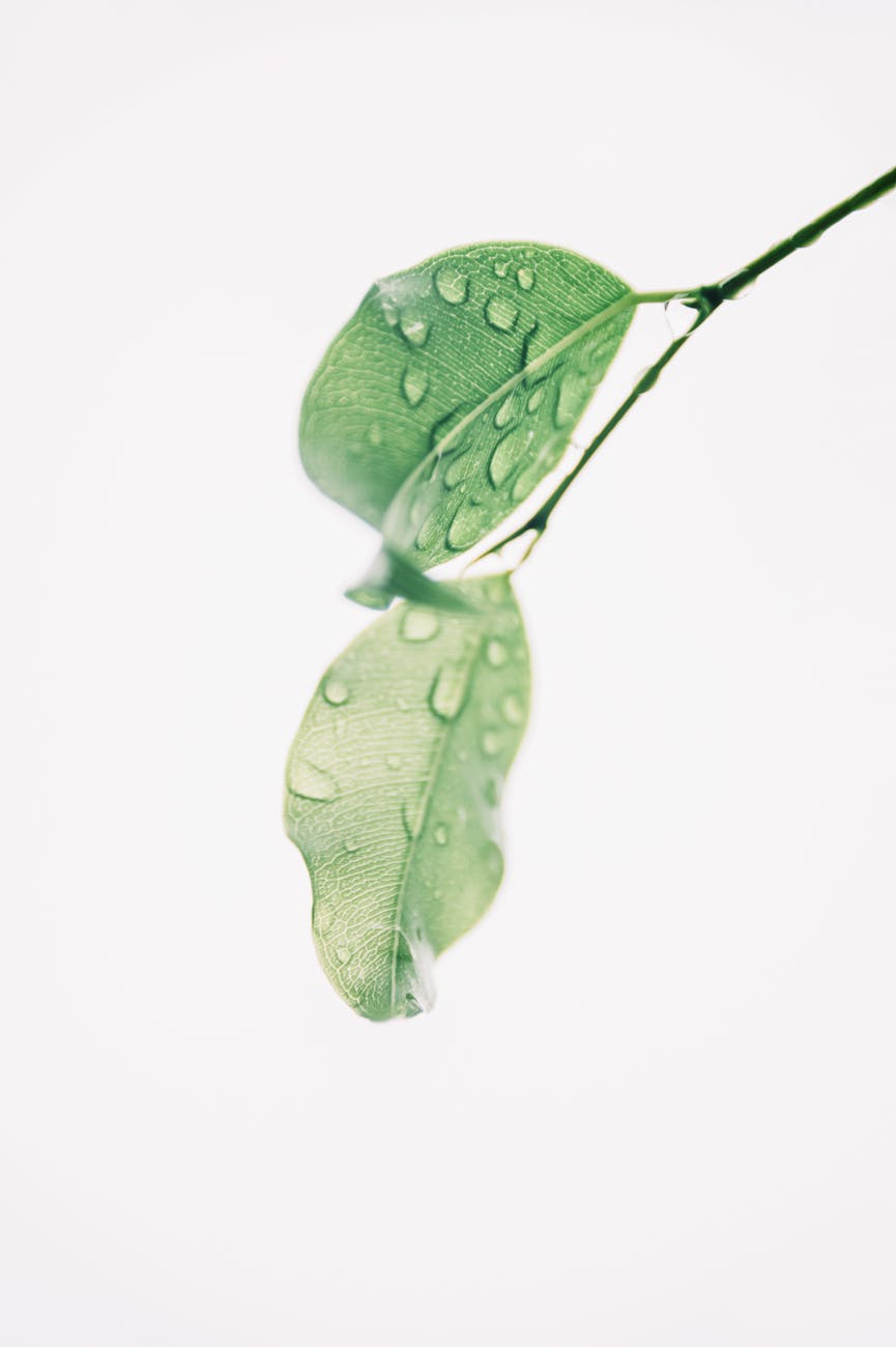 Detailed image of fresh green leaves with dewdrops, symbolizing freshness and natural beauty.