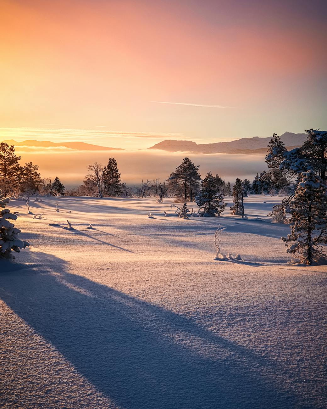 Stunning winter landscape with snow-covered trees and a vibrant sunrise sky. Stunning winter landscape with snow-covered trees and a vibrant sunrise sky.