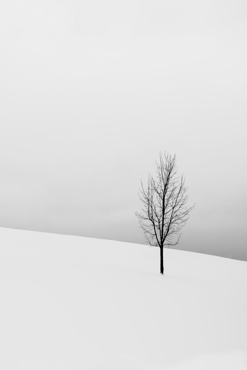 A solitary tree stands in a snowy landscape, capturing winter’s serene beauty.