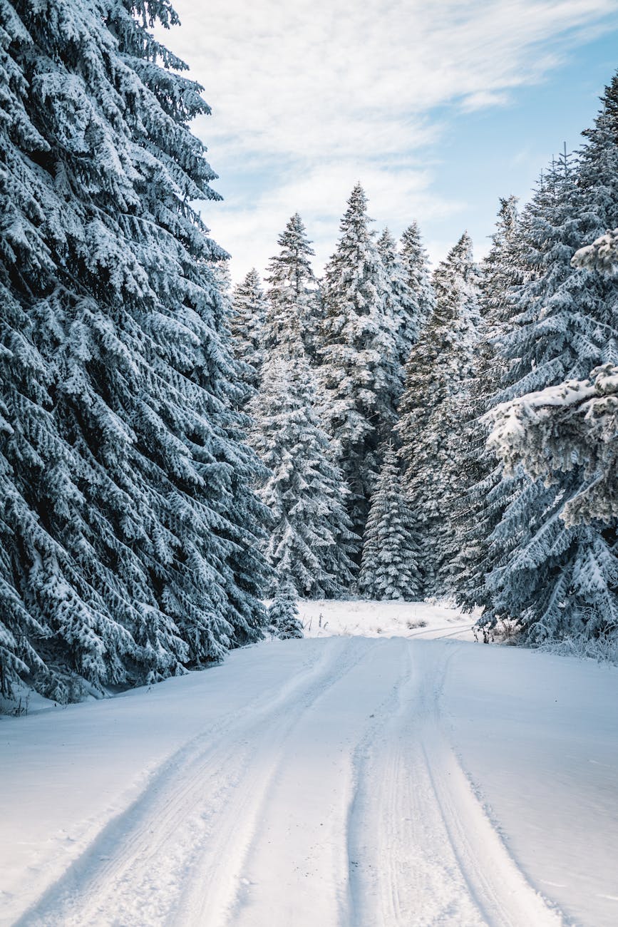 A serene snow-covered path through a winter forest, surrounded by frosty conifer trees. A serene snow-covered path through a winter forest, surrounded by frosty conifer trees.