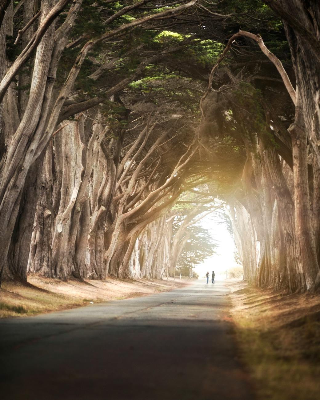 A serene road flanked by towering trees forming a natural tunnel. Two people walk into the light.