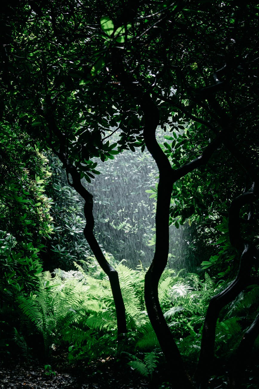 A vivid rainforest scene with rain falling on lush greenery, creating a tranquil atmosphere. A vivid rainforest scene with rain falling on lush greenery, creating a tranquil atmosphere.