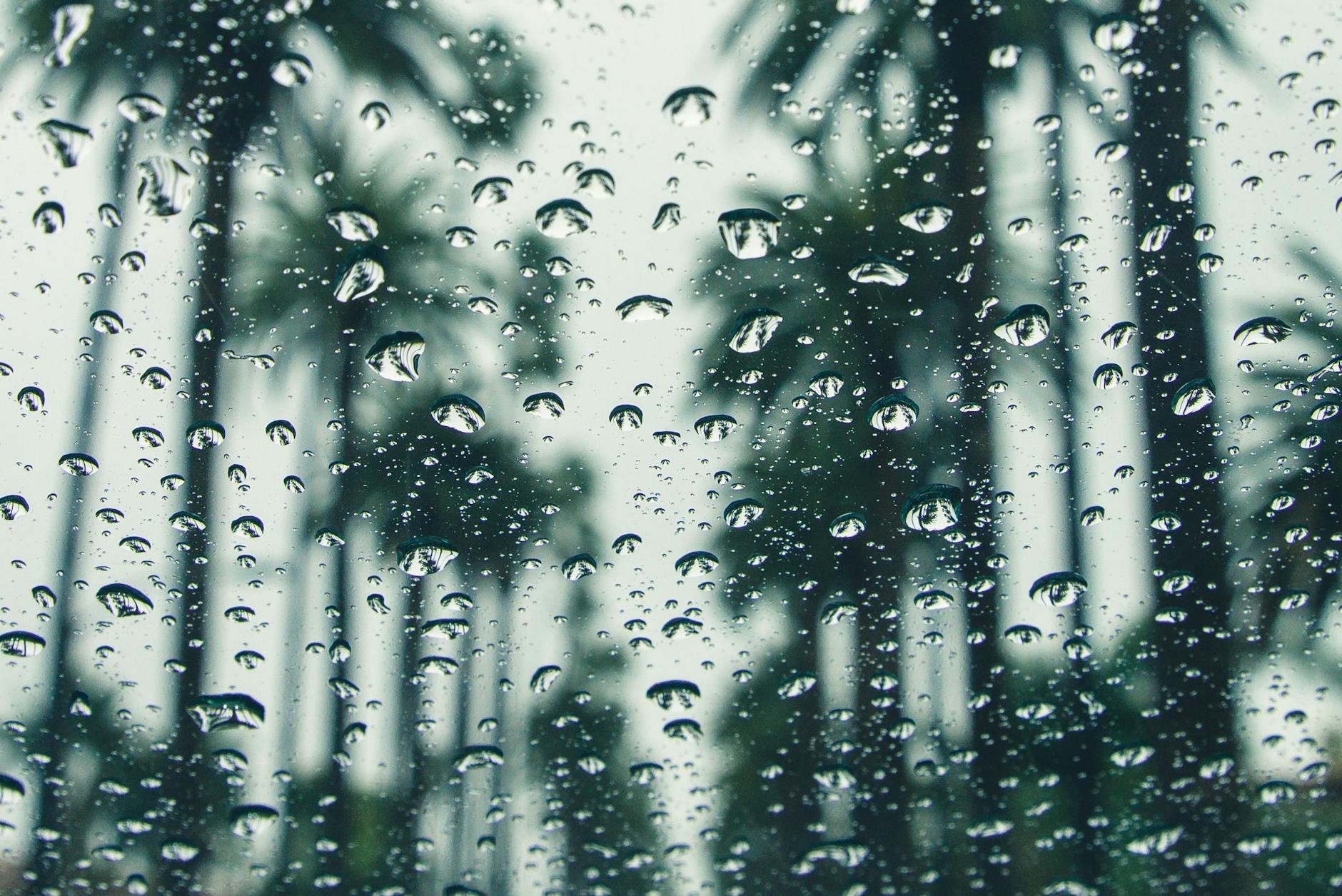 Raindrops on a window with a blurred view of palm trees, creating a serene scene. Raindrops on a window with a blurred view of palm trees, creating a serene scene.