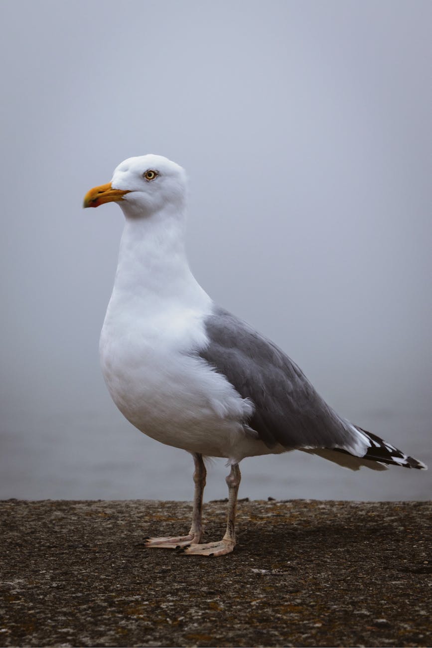 Free stock photo of baltic sea, rostock, seagull