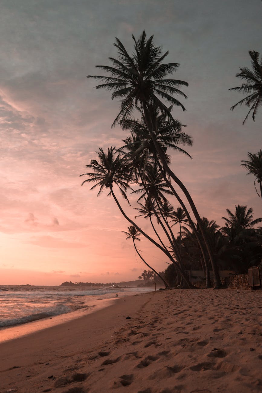 Experience the tranquil beauty of a sunset on the sandy shores of Sri Lanka, with iconic palm silhouettes.
