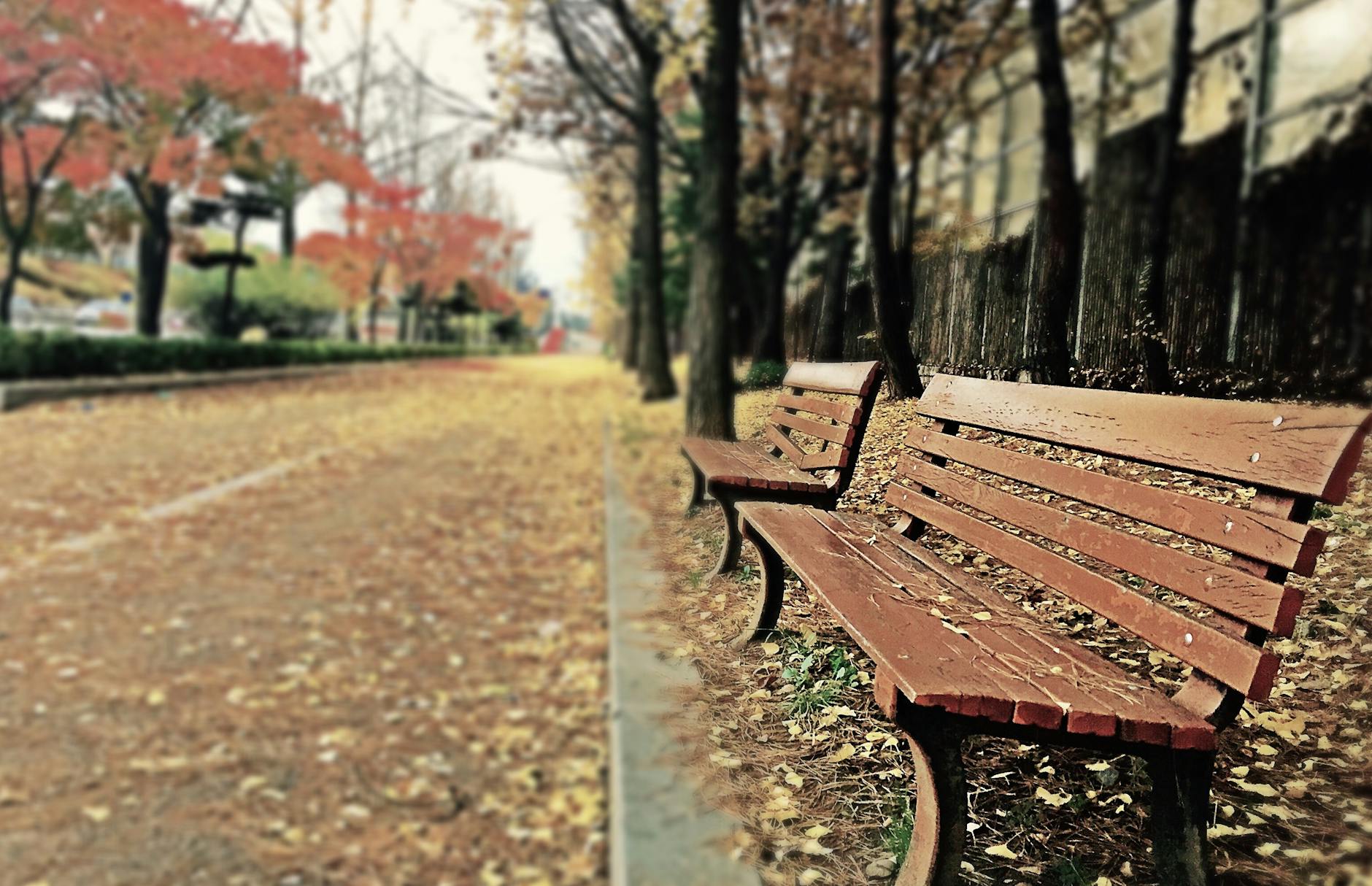 Autumn park scene with empty benches and fallen leaves, creating a tranquil atmosphere. Autumn park scene with empty benches and fallen leaves, creating a tranquil atmosphere.