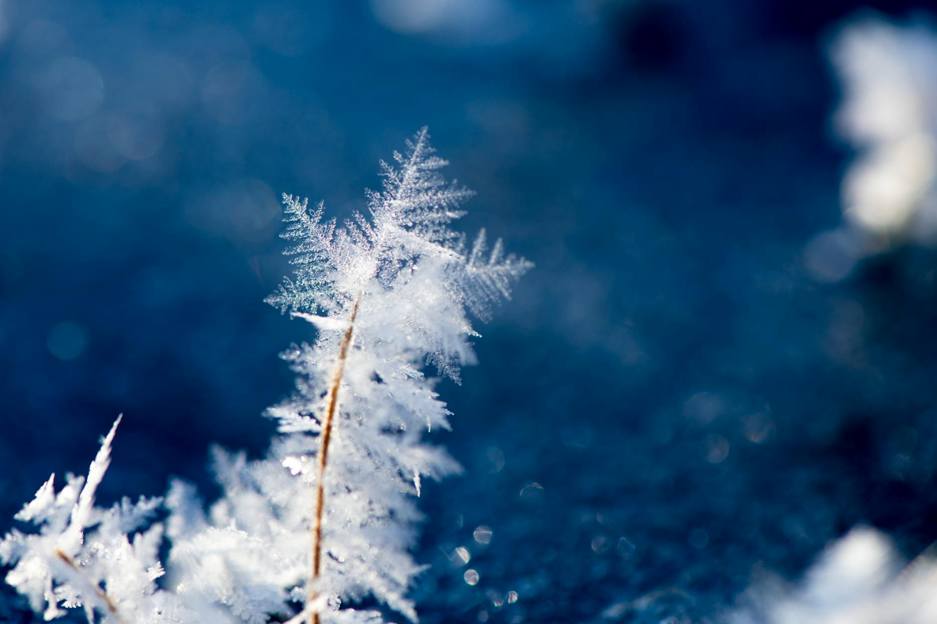 Close-up of intricate ice crystal formations on a cold winter day outdoors. Close-up of intricate ice crystal formations on a cold winter day outdoors.