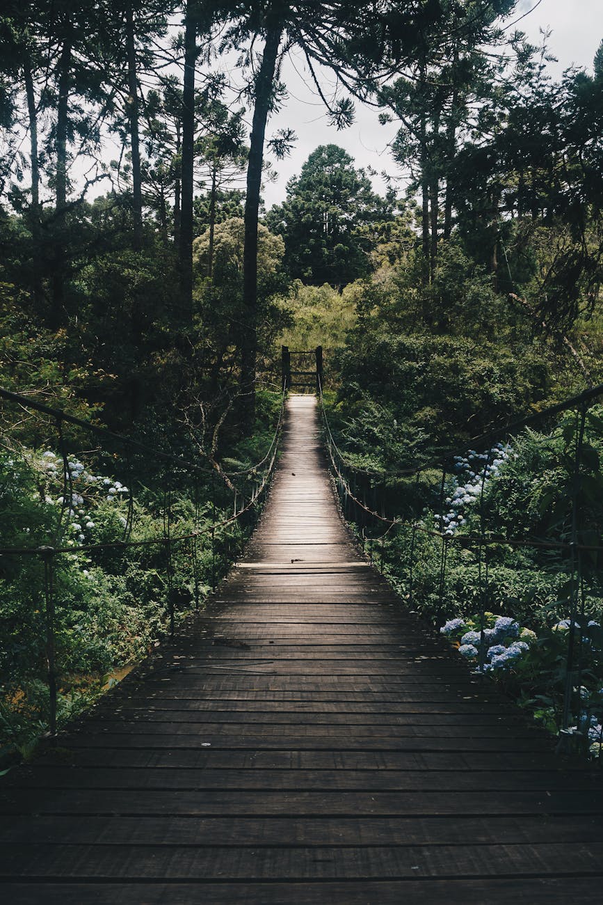 Experience tranquility on a wooden bridge surrounded by lush greenery in a peaceful forest setting.