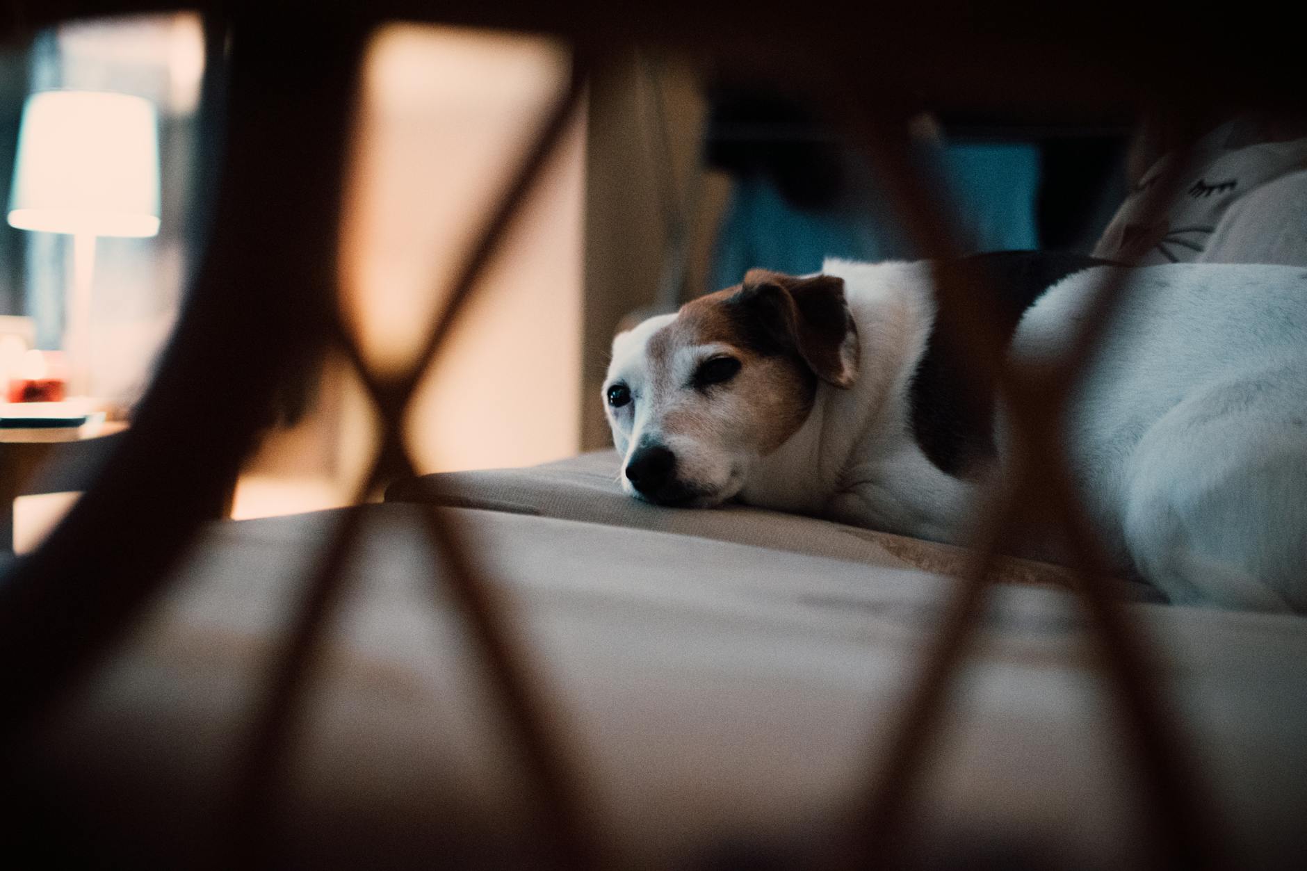 A Jack Russell Terrier lies comfortably on a bed in a dimly lit bedroom, creating a cozy atmosphere.