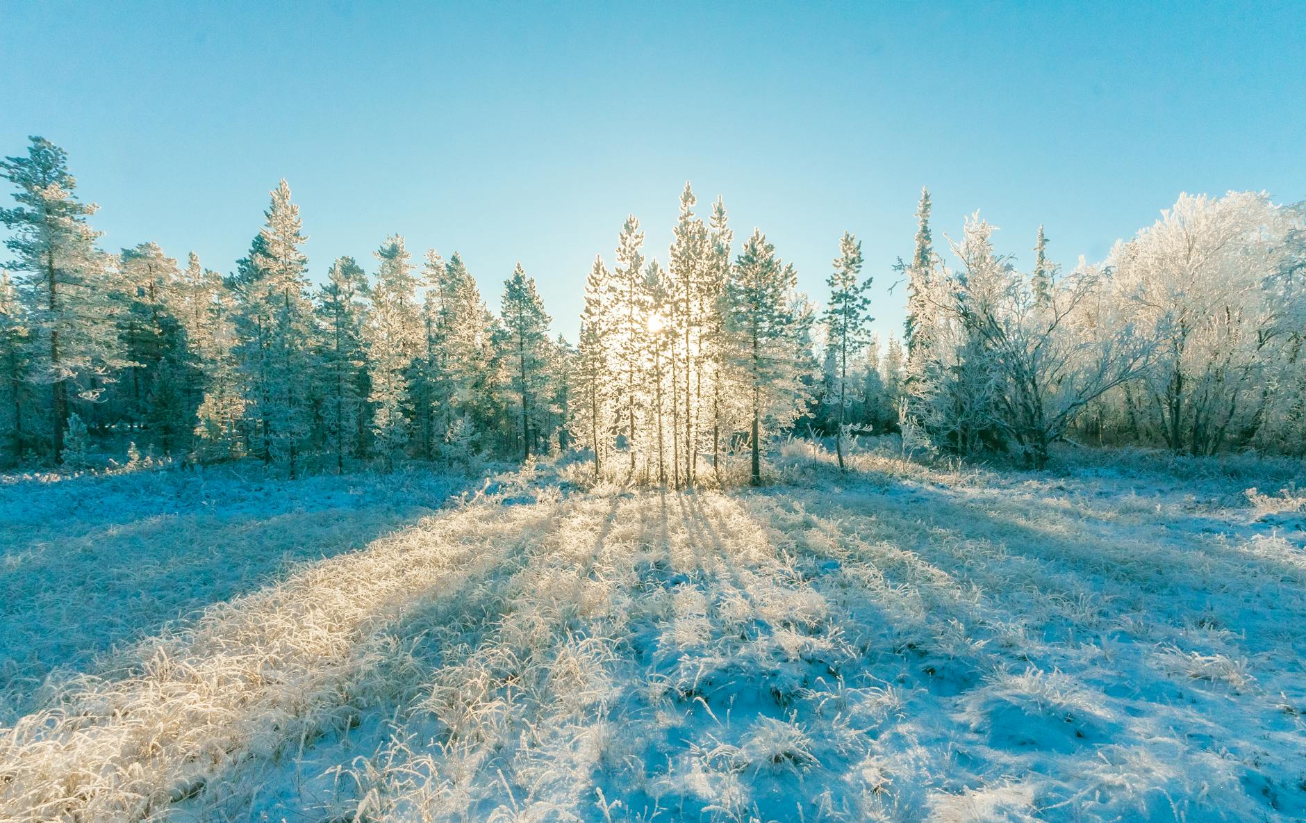 Sunlight filters through frosty trees in a tranquil winter landscape.