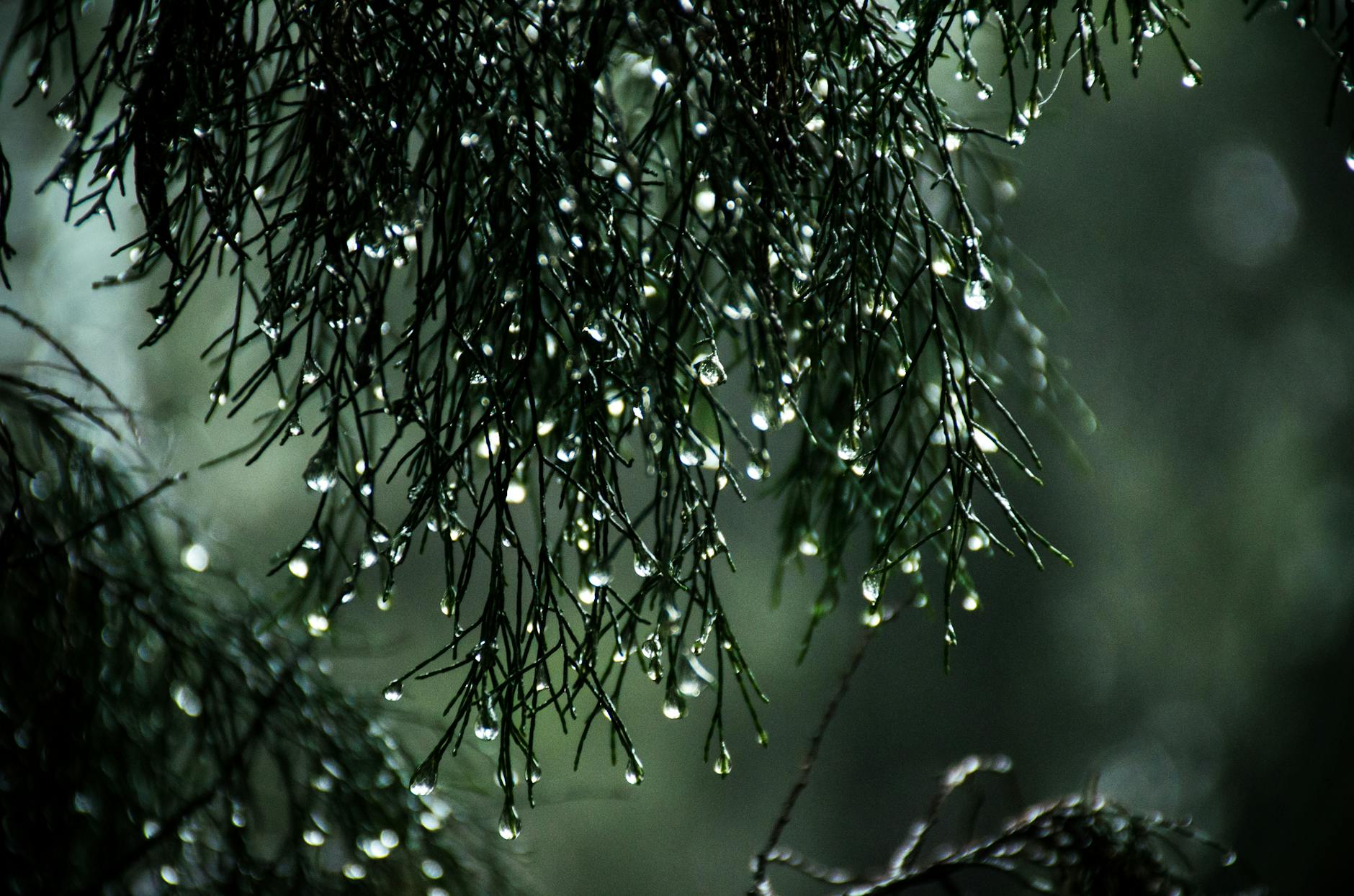 Close-up view of raindrops on pine needles creating a serene nature scene. Close-up view of raindrops on pine needles creating a serene nature scene.