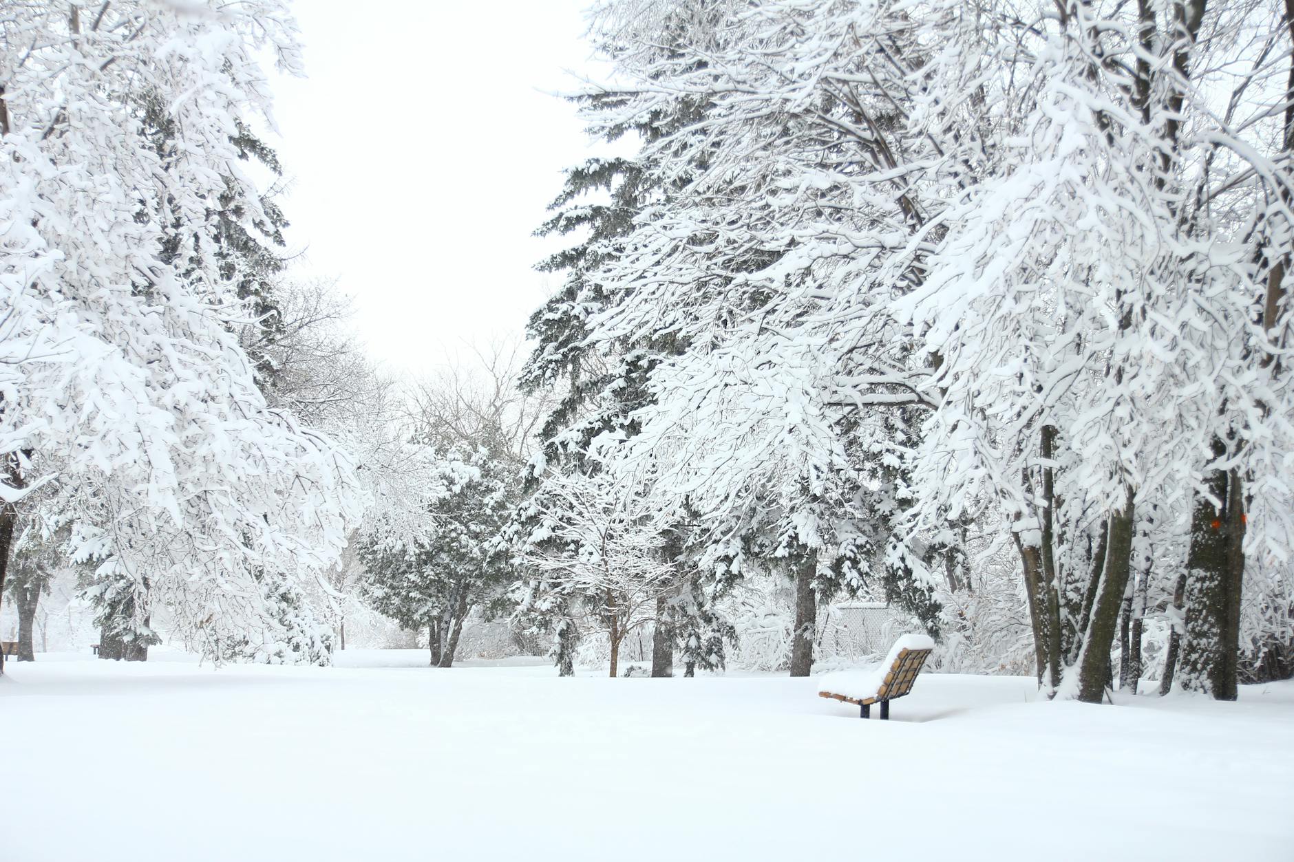 A serene snowy park scene with frosted trees and an empty bench, ideal for winter backgrounds. A serene snowy park scene with frosted trees and an empty bench, ideal for winter backgrounds.