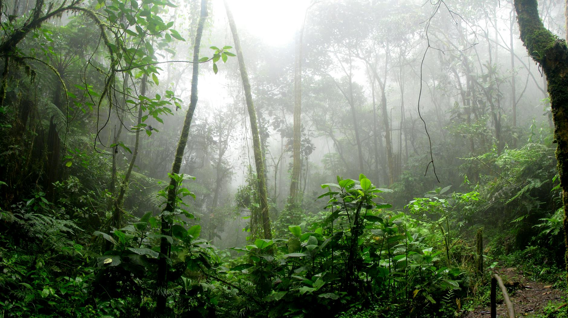Dense misty rainforest in San Antonio Del Tequendama, Colombia, showcasing vibrant green foliage.