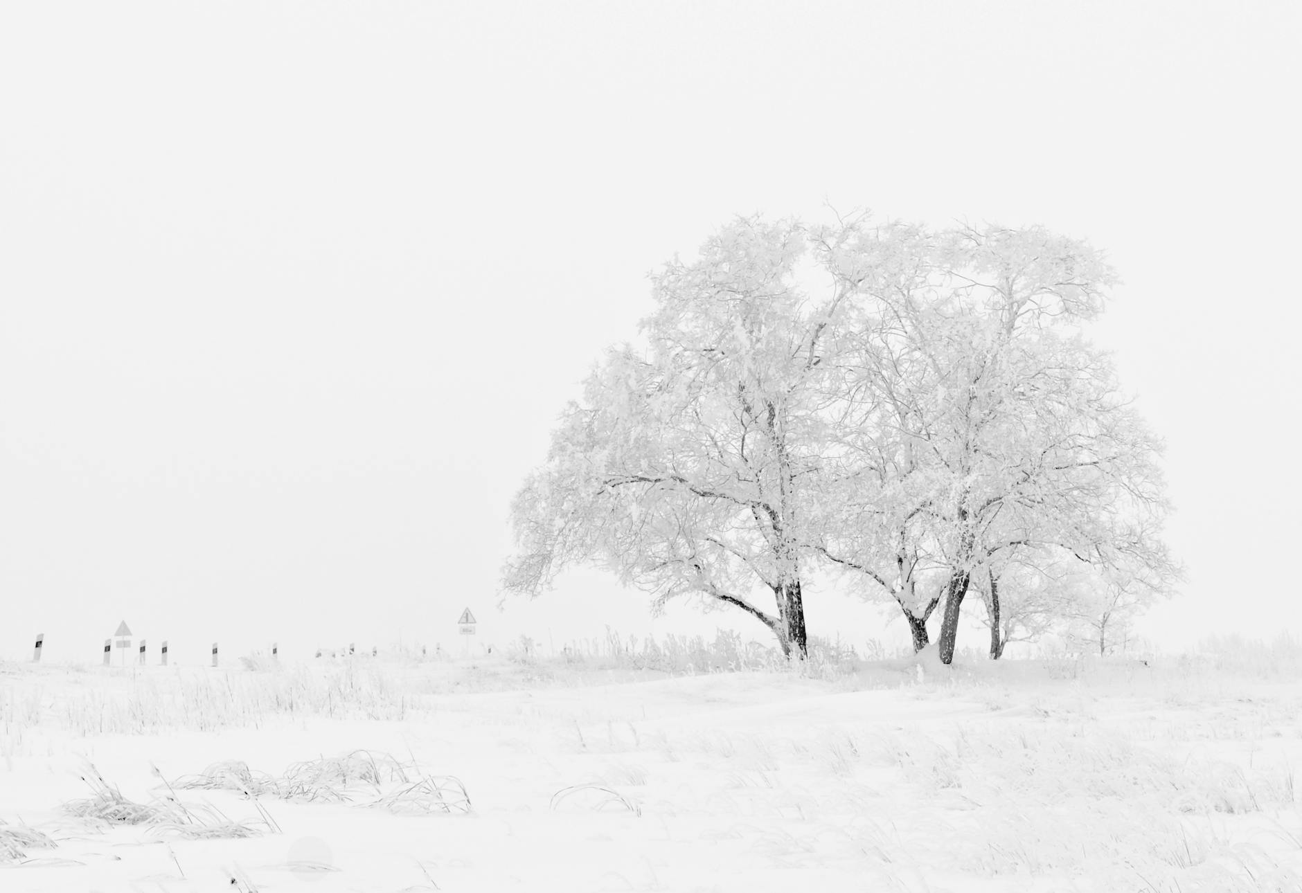 Snow-covered trees in a peaceful winter landscape under a bright sky. Snow-covered trees in a peaceful winter landscape under a bright sky.
