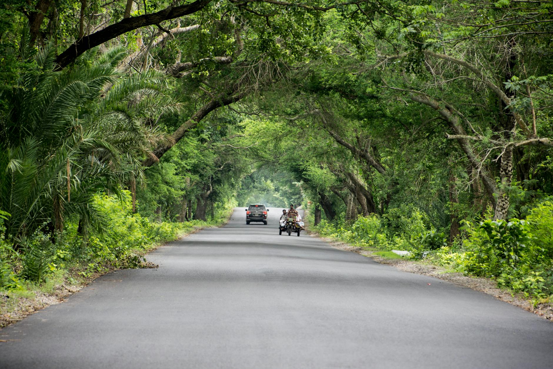 Lush green tree arch over a rural road with vehicles in summer. Lush green tree arch over a rural road with vehicles in summer.