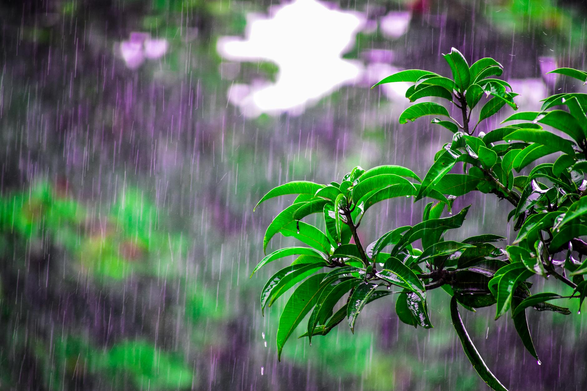 Lush green leaves drenched in monsoon rain create a vivid scene of nature’s beauty. Lush green leaves drenched in monsoon rain create a vivid scene of nature’s beauty.