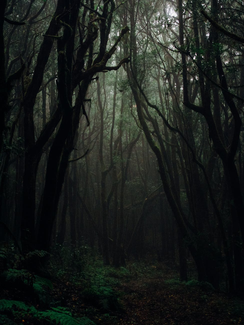 Eerie and atmospheric dark forest with towering trees creating a mysterious ambiance. Perfect for nature photography lovers. Eerie and atmospheric dark forest with towering trees creating a mysterious ambiance. Perfect for nature photography lovers.