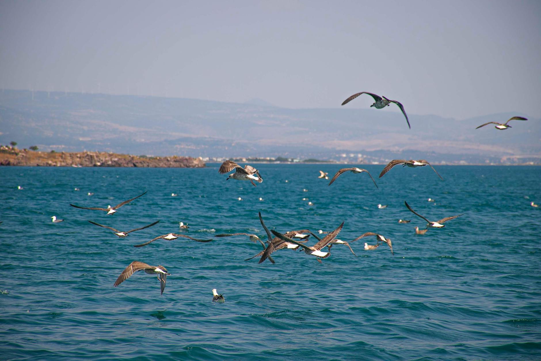 A serene view of seagulls flying over the Aegean Sea near Çandarli, İzmir. A serene view of seagulls flying over the Aegean Sea near Çandarli, İzmir.