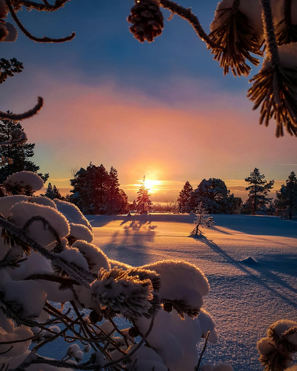 Beautiful winter sunset with snow-covered trees and a serene horizon. Beautiful winter sunset with snow-covered trees and a serene horizon.