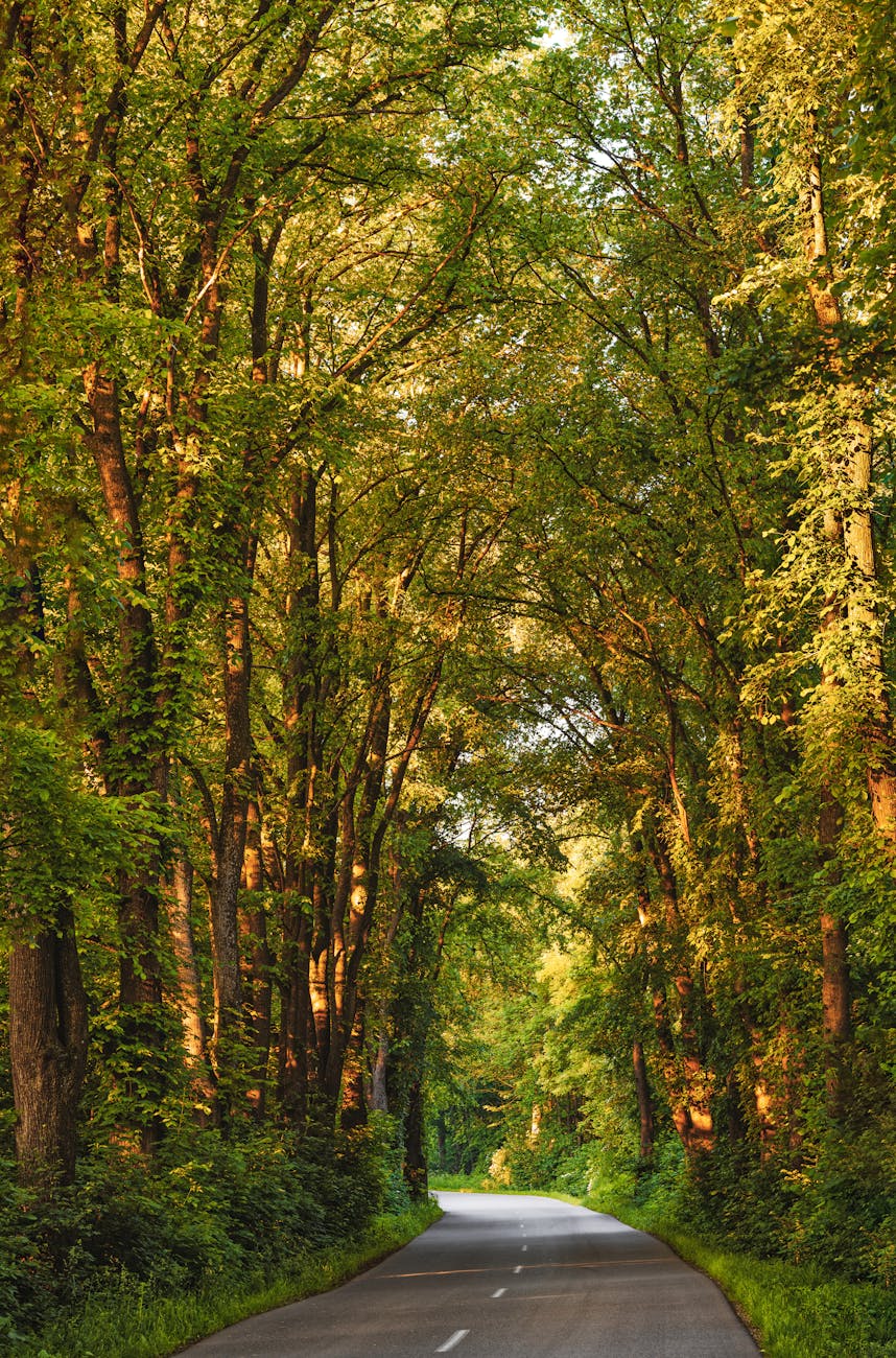 A tranquil road flanked by towering trees creates a picturesque pathway in a lush green forest setting.