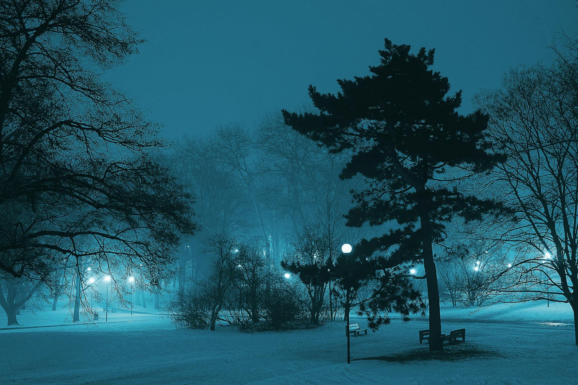 Serene winter night scene with trees and lampposts illuminating snow in a misty park. Serene winter night scene with trees and lampposts illuminating snow in a misty park.