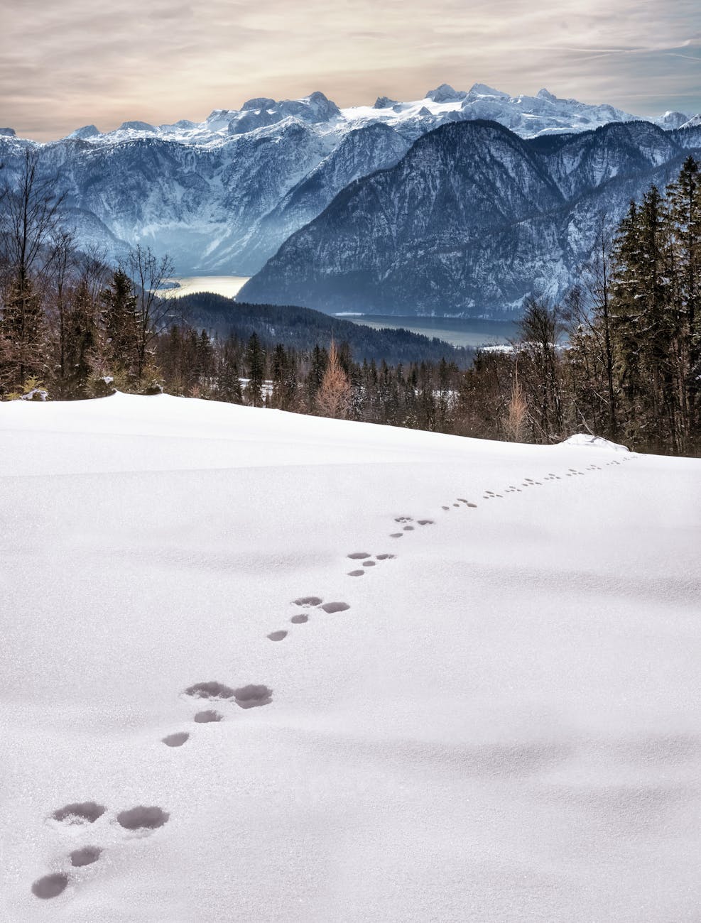 Scenic view of snowy footprints leading to majestic mountains in Oberösterreich, Austria. Scenic view of snowy footprints leading to majestic mountains in Oberösterreich, Austria.