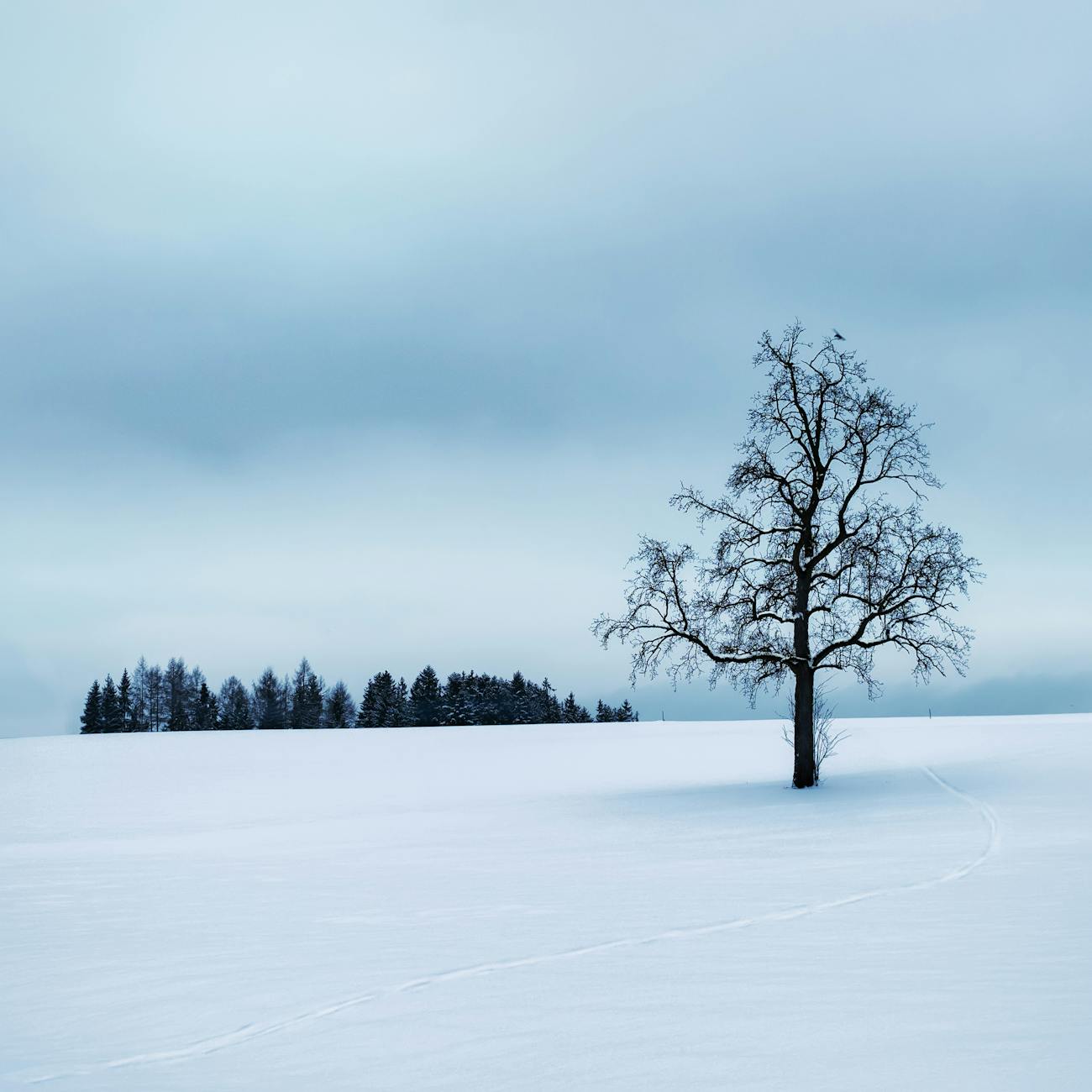 A tranquil snowy scene featuring a lone tree and misty forest in Rutzenmoos, Austria. A tranquil snowy scene featuring a lone tree and misty forest in Rutzenmoos, Austria.