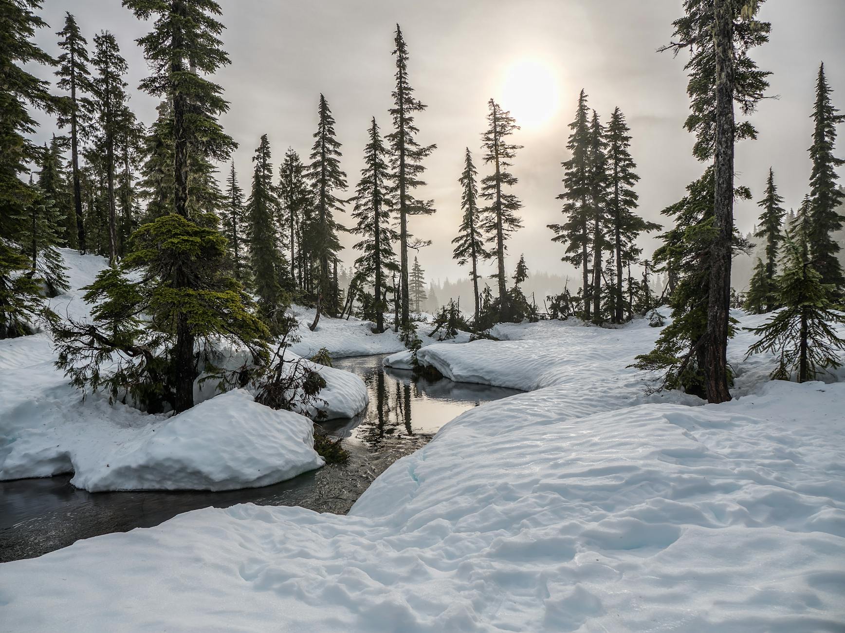 A tranquil snowy forest scene with a sunlit creek and tall trees on a winter day. A tranquil snowy forest scene with a sunlit creek and tall trees on a winter day.
