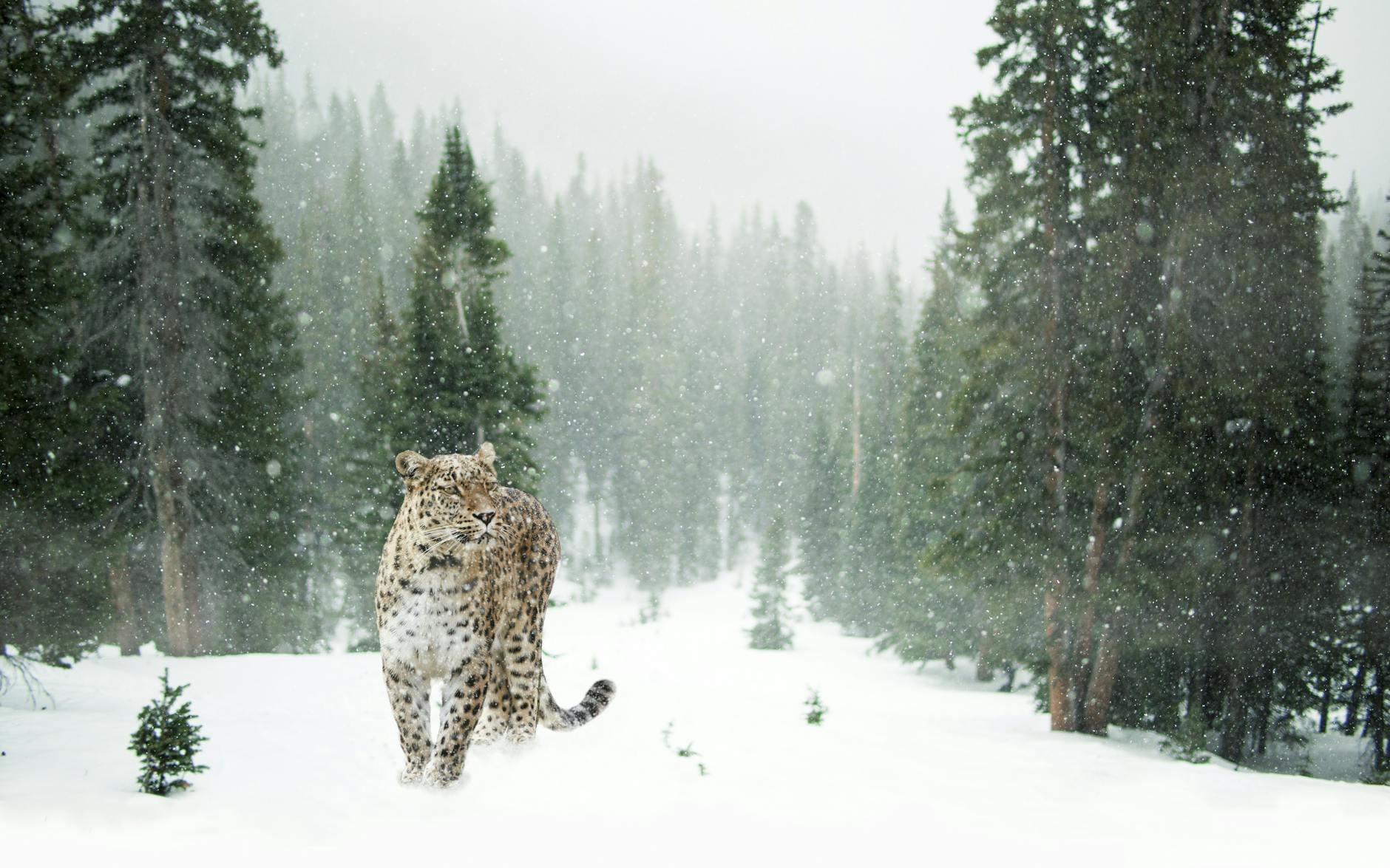 Snow leopard walking through a snowy evergreen forest in winter season. Snow leopard walking through a snowy evergreen forest in winter season.