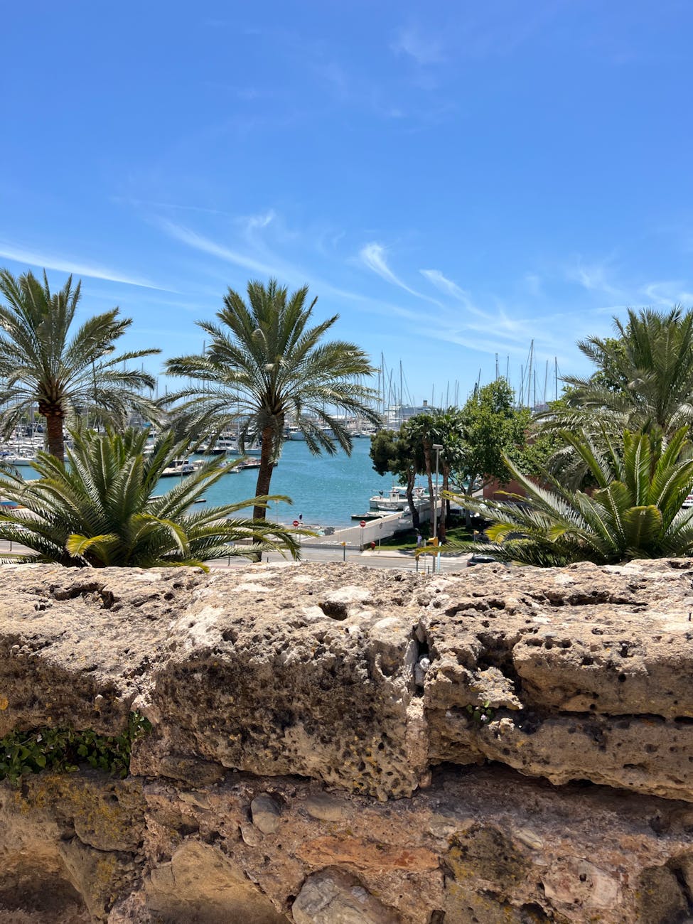 Sunny day at Palma marina with palm trees and stone wall in foreground.